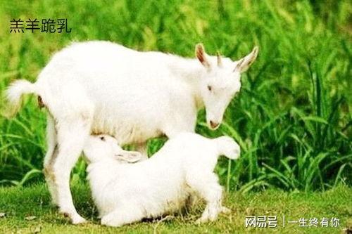 最新吃瓜爆料小羊图片大全,小羊图片大全大揭秘！