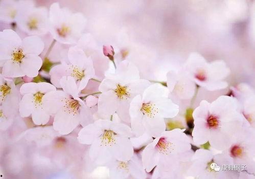 樱花最新更新爆料视频,亮点功能与更新内容抢先看