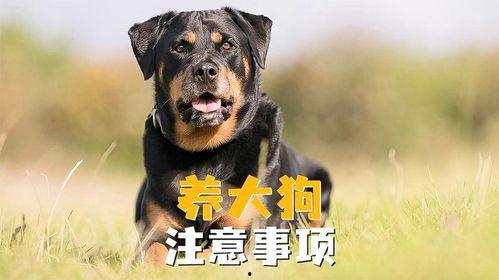 全国大狗爆料事件视频,揭秘背后真相与网络舆论风暴